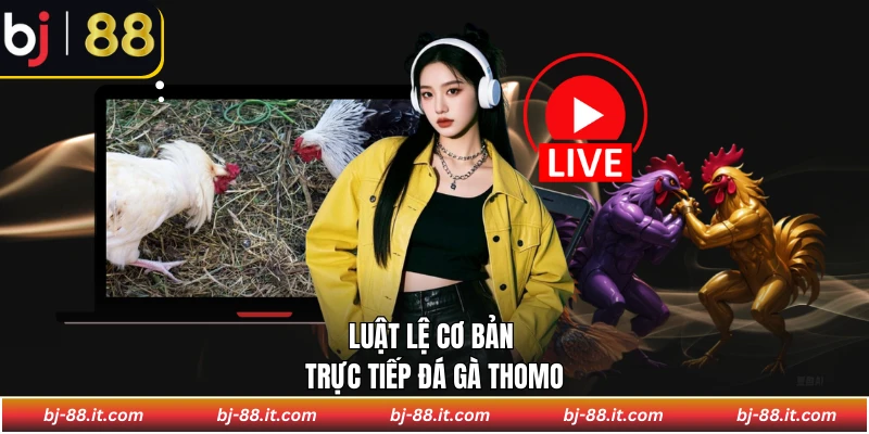 Luật lệ cơ bản đá gà Thomo trực tiếp